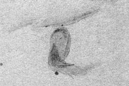 Zeichnung NGC 2359